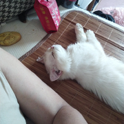 小动物也可修仙