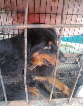 ゞ地桃ゝ主播照片