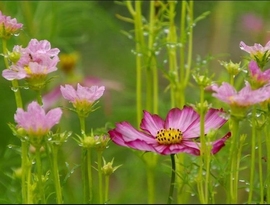 ⑦思_淼主播照片