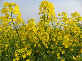 紫色花恋主播照片