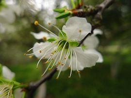 ♧索❤菲♧主播照片