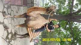 飛鹰[520]主播照片