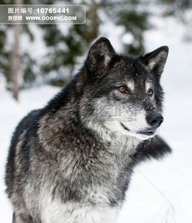 野狼的呼唤主播照片