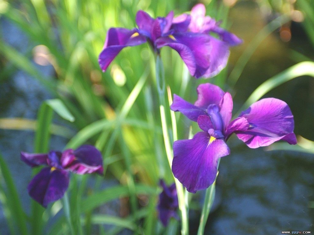 ☜凤凰家族芳草芯☞的主播照片