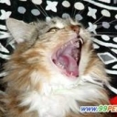 〓开卡车的小花猫〓