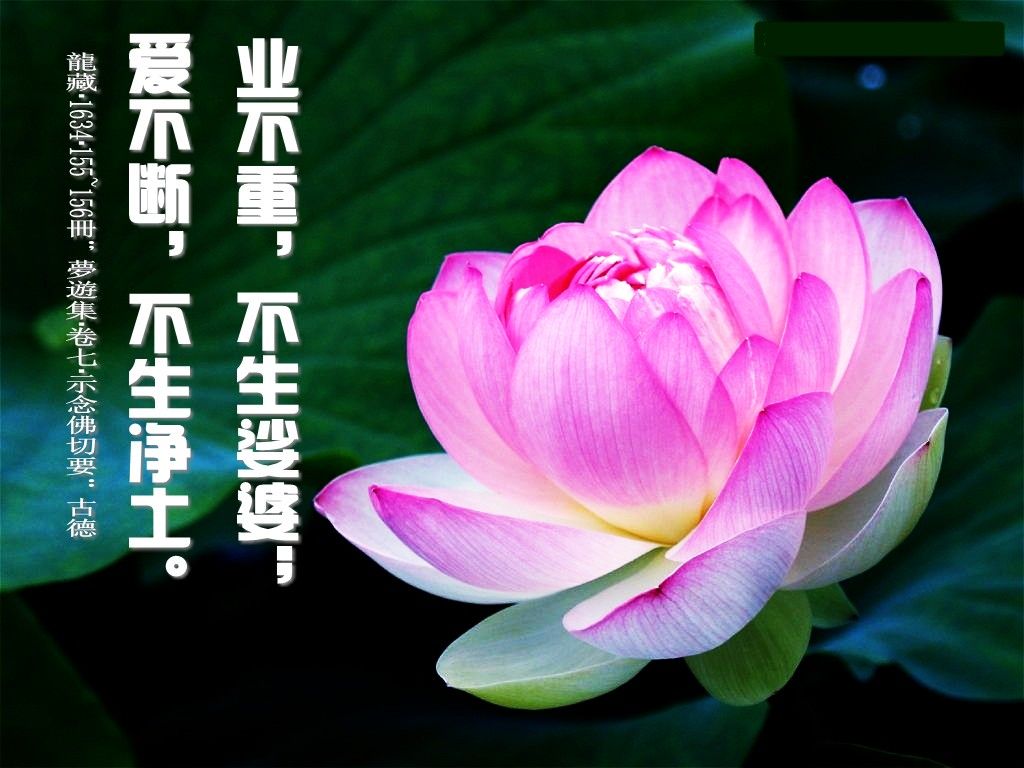 阿弥陀佛!的主播照片