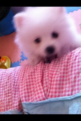 吃狐妖的小鹰主播照片
