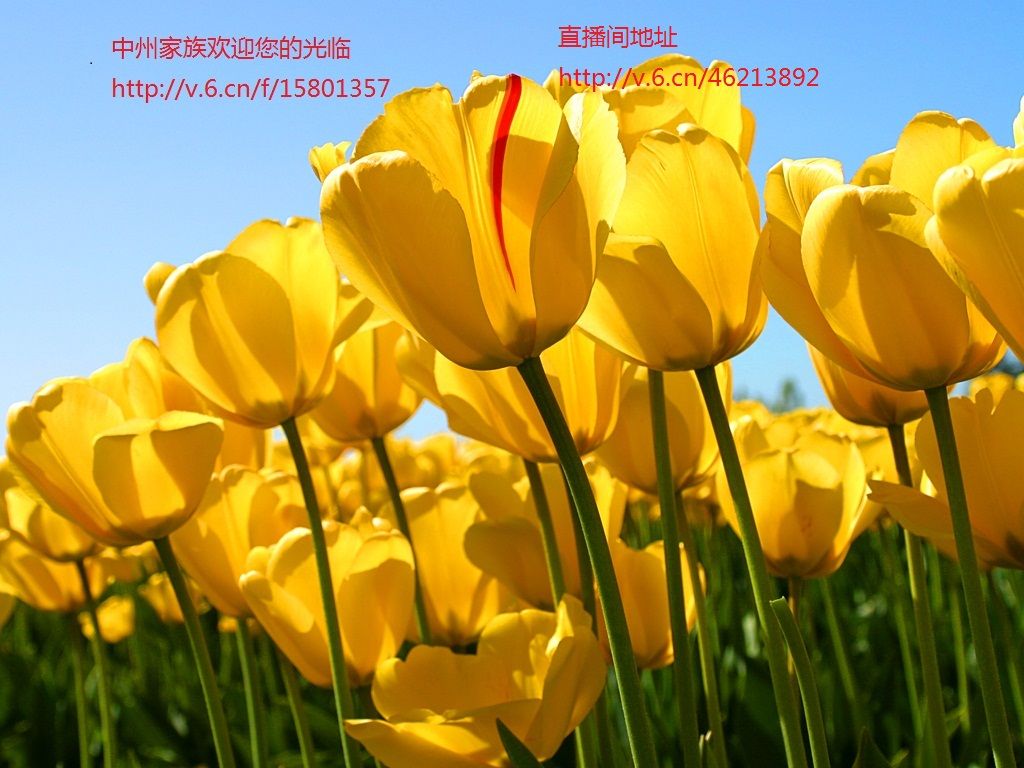 蛋疼de青春、的主播照片