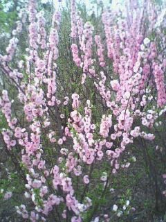 の蕊儿の主播照片