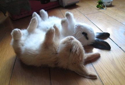 ~~叮当猫的主播照片