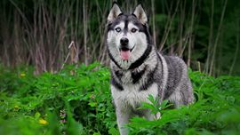 清つ风主播照片