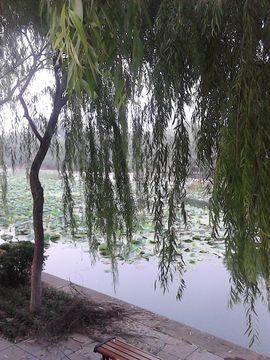 雨中丽人主播照片