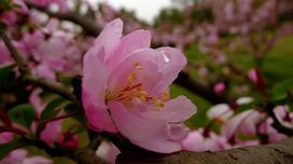 ♧索❤菲♧主播照片
