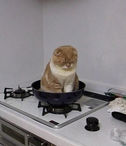 短腿喵(=^ω^=)的主播照片