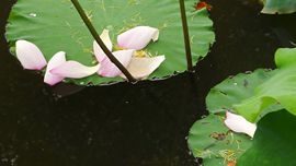♧索❤菲♧主播照片