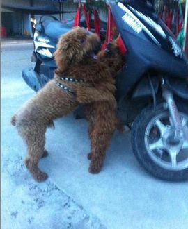 ゞ地桃ゝ主播照片