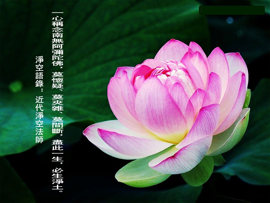 阿弥陀佛!的主播照片