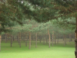 ゞ巴山夜雨℡主播照片