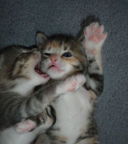 ~~叮当猫的主播照片