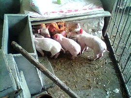 清风论坛主播照片
