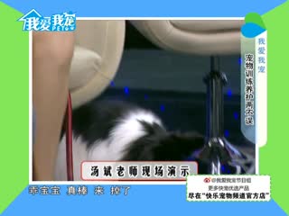 宠物基础训练01