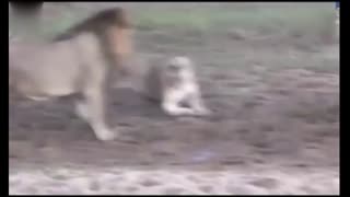狮子抢猎物打架 猎物默默离开