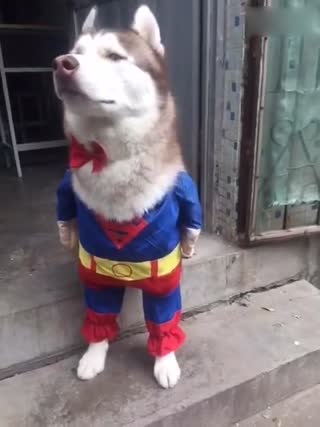 立正！~哈士奇一脸的严肃脸！哈哈哈这个衣服太萌了！
