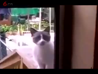 这有一大波成精的动物！？