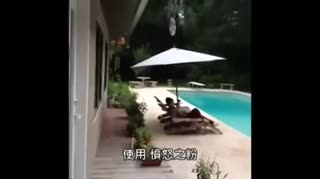 外国小哥喜欢作死
