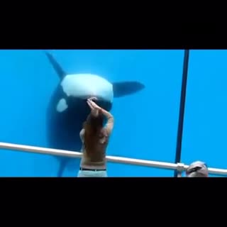国外有位菇凉在水族馆发现鲸鱼会和自己互动，于是她和它就玩儿开了，就像在玩一个超大屏幕的iPad，棒呆！