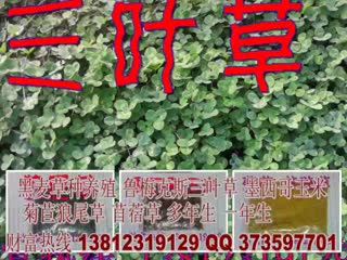 高丹草种子  供应高丹草养殖  高丹草养殖羊牛好饲料.mp4
