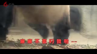 这熊猫宝宝一看就是亲生的， 配音太神了