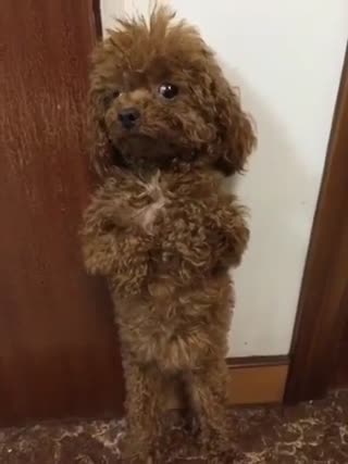 我就吃了个饺子 不要这么对我