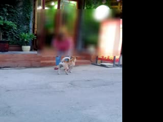 古镇小狗人家2014.7.25
