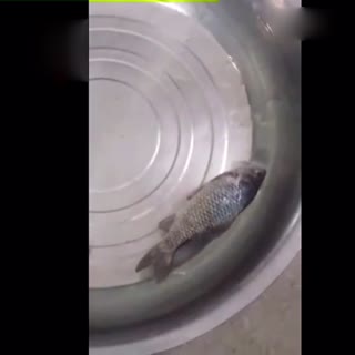 冰冻的鱼竟然复活了