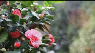 中国十大名花【花中珍品山茶】