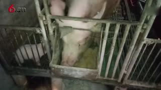 母猪为什么要藏奶 18.2.10