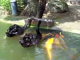 太有爱了！！！黑天鹅喂鲤鱼！！！鲤鱼们好像依偎着妈妈一样围绕着两只天鹅，乖乖地进食~~