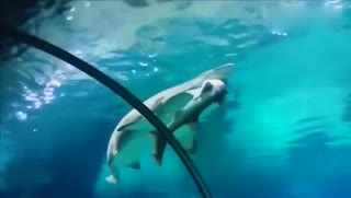 大鱼吃小鱼 实拍韩国水族馆大鲨鱼生吞需鱼