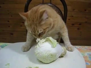 我去 第一次见一个猫白菜都吃的这么香