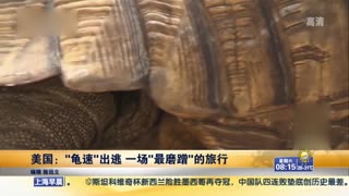 美国乌龟出逃 一场“最磨蹭”的旅行