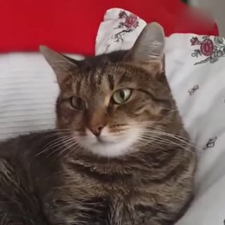 给猫咪头上放了一朵花，猫咪瞬间吓尿了