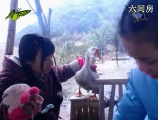 六间房美女主播东方不败娜秀唱视频