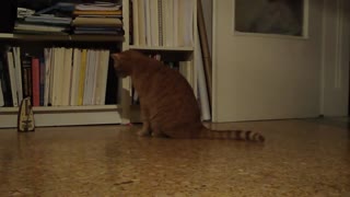 节奏感超强的猫