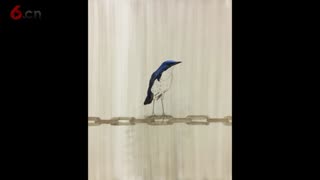 徐青巍写实油画《四季歌》绘制视频