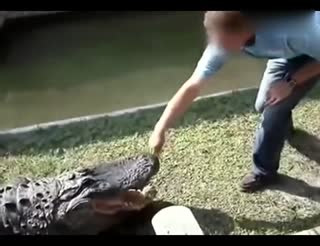 衰男闲来无事调戏鳄鱼 结果悲剧
