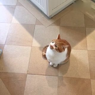 ( ？ ¨？ ？ )了半天 发现了带鱼！