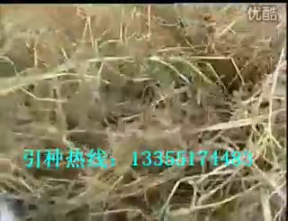 农村养驴-致富经推荐视频-肉驴育肥和种驴养殖技术.flv