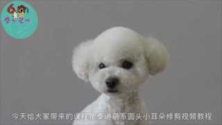泰迪圆头小耳朵修剪，泰迪萌系圆头造型，摩登宠物泰迪美容视频.