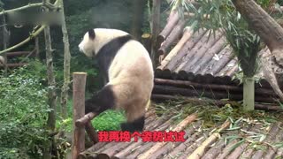 胖达君钢管舞首秀